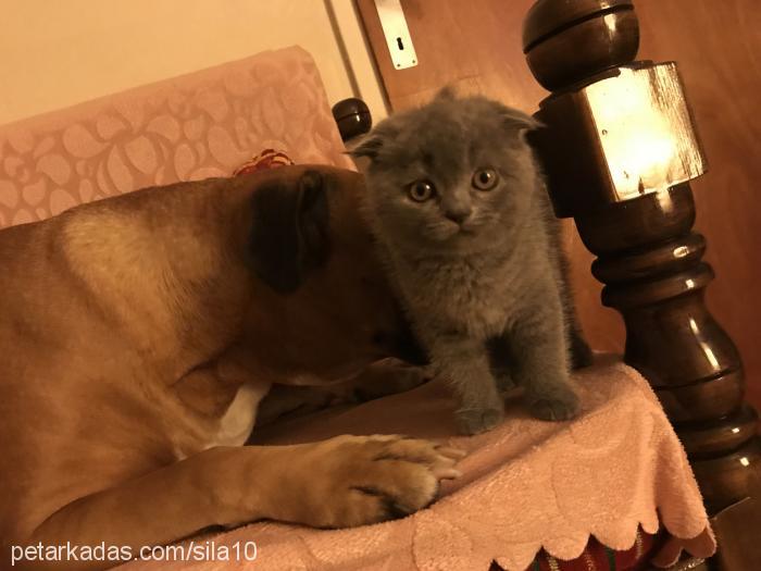 bade Dişi Scottish Fold