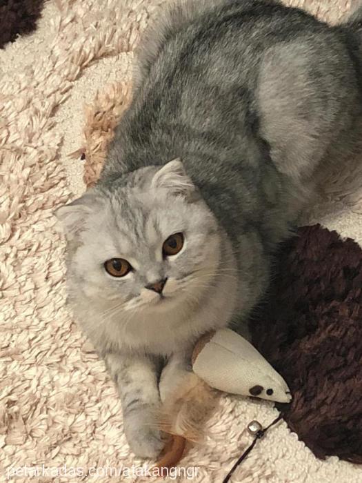 mila Dişi Scottish Fold