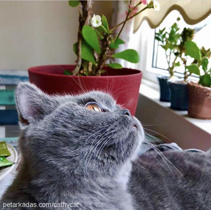 cathy Dişi British Shorthair