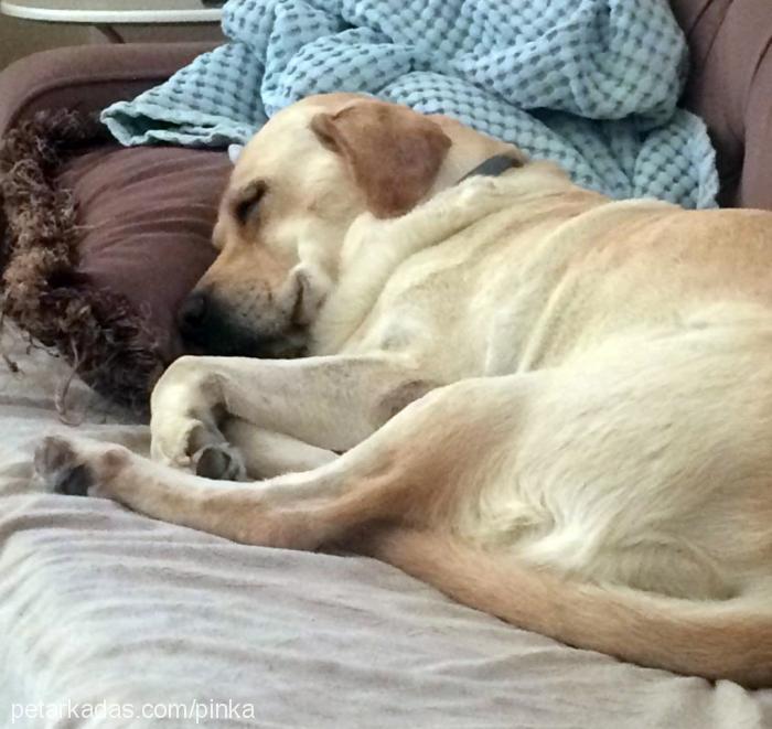 misha Dişi Labrador Retriever