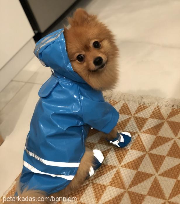 bonnie Erkek Pomeranyalı