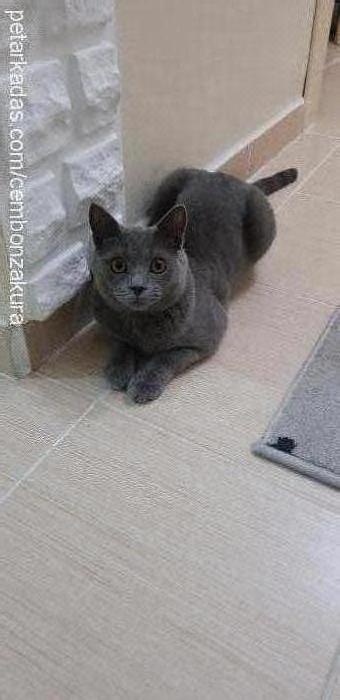 thor Erkek Brazilian Shorthair