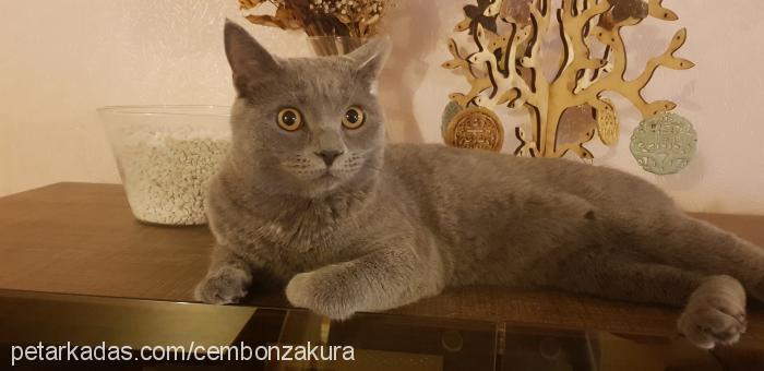 thor Erkek Brazilian Shorthair