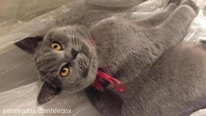 leon Erkek British Shorthair