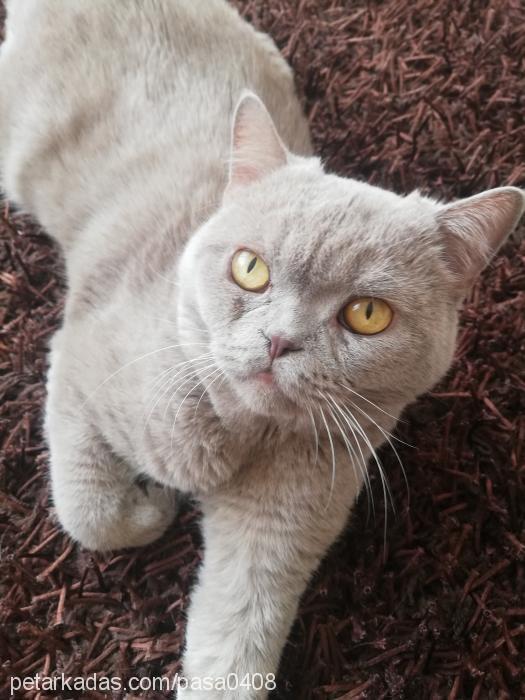 paşa Erkek British Shorthair