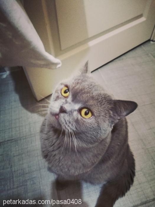 paşa Erkek British Shorthair