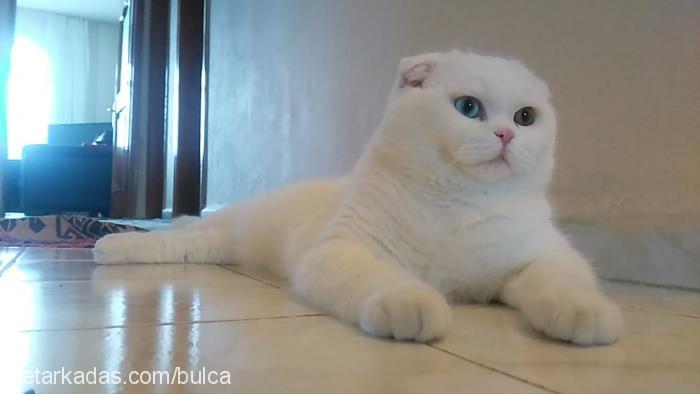 file Erkek Scottish Fold