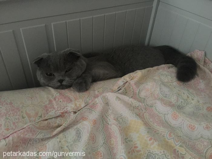 marvel Erkek Scottish Fold