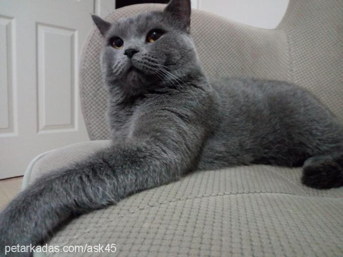 hayko Erkek British Shorthair