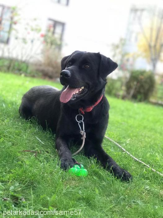 paşa Erkek Labrador Retriever