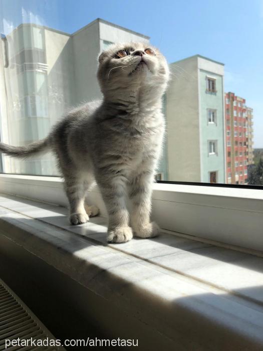 asuman Dişi Scottish Fold