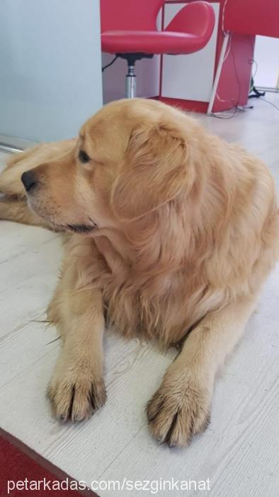 lucka Erkek Golden Retriever