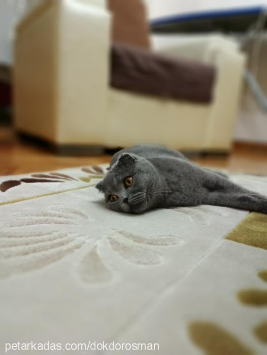 louise Dişi Scottish Fold