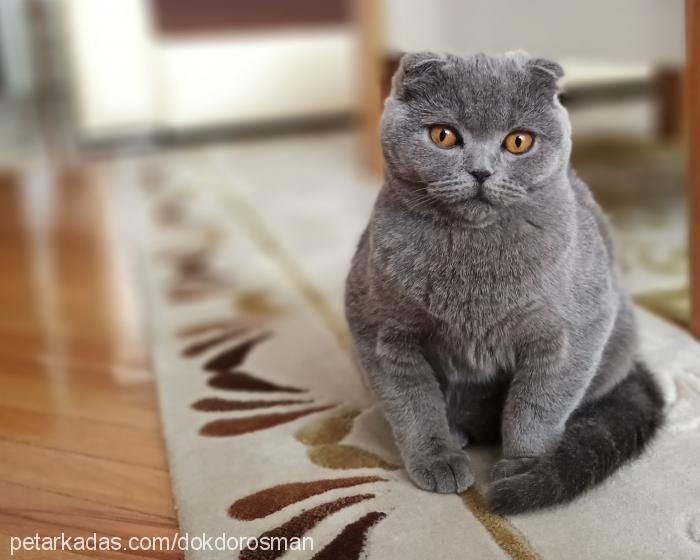 louise Dişi Scottish Fold