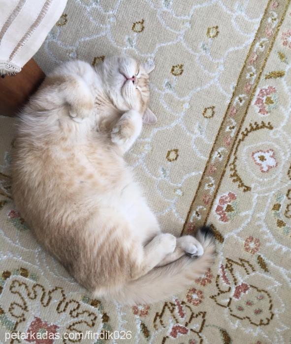 fındık Erkek British Shorthair