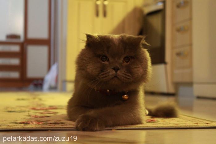 duman Erkek Scottish Fold