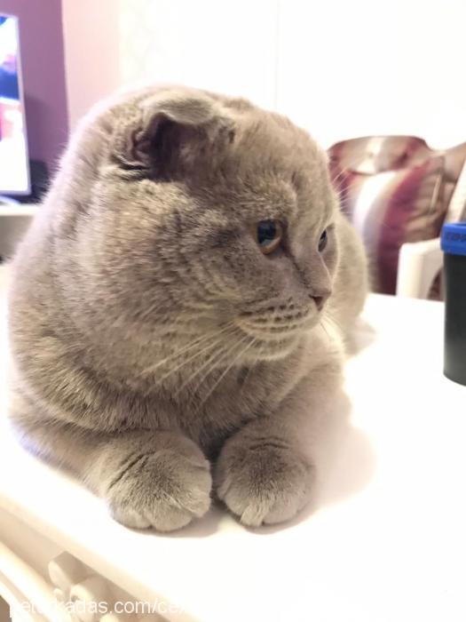 thor Erkek Scottish Fold