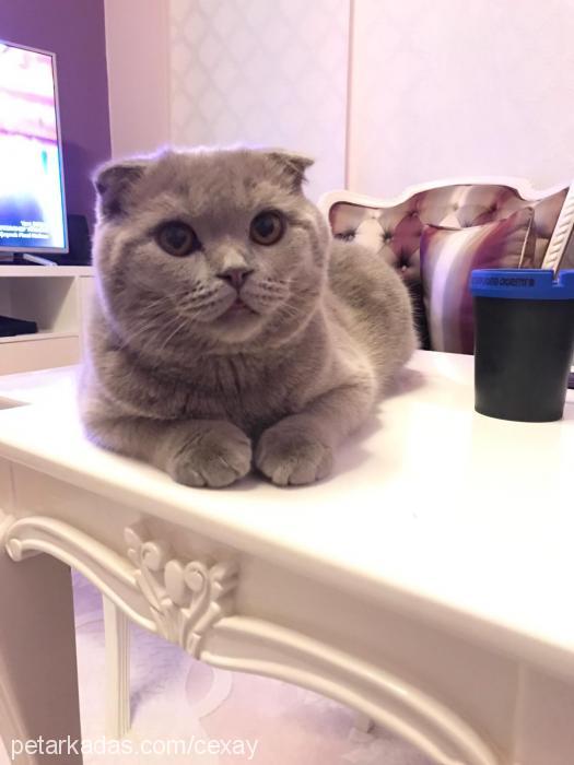 thor Erkek Scottish Fold