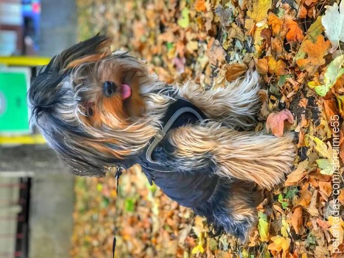 candy Dişi Yorkshire Terrier