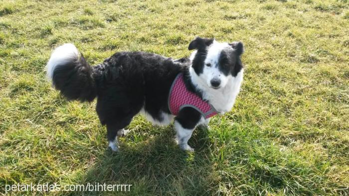 bihter Dişi Border Collie