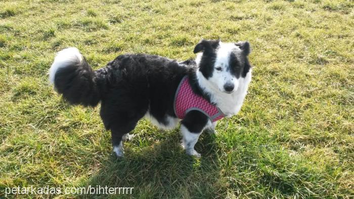 bihter Dişi Border Collie