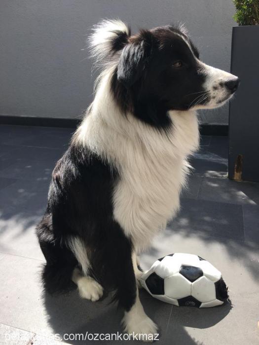 cash Erkek Border Collie