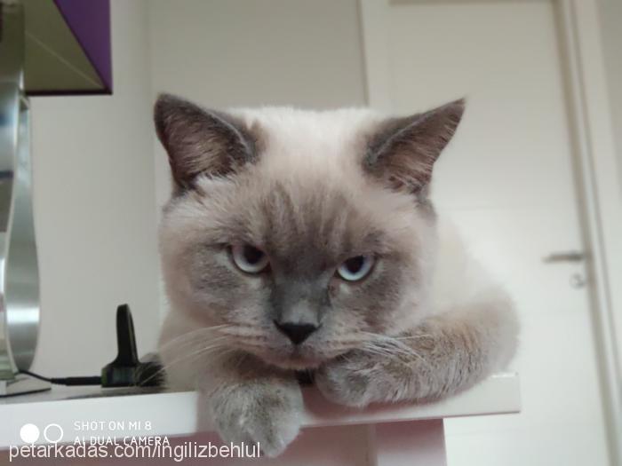 ingilizbehlul Erkek British Shorthair