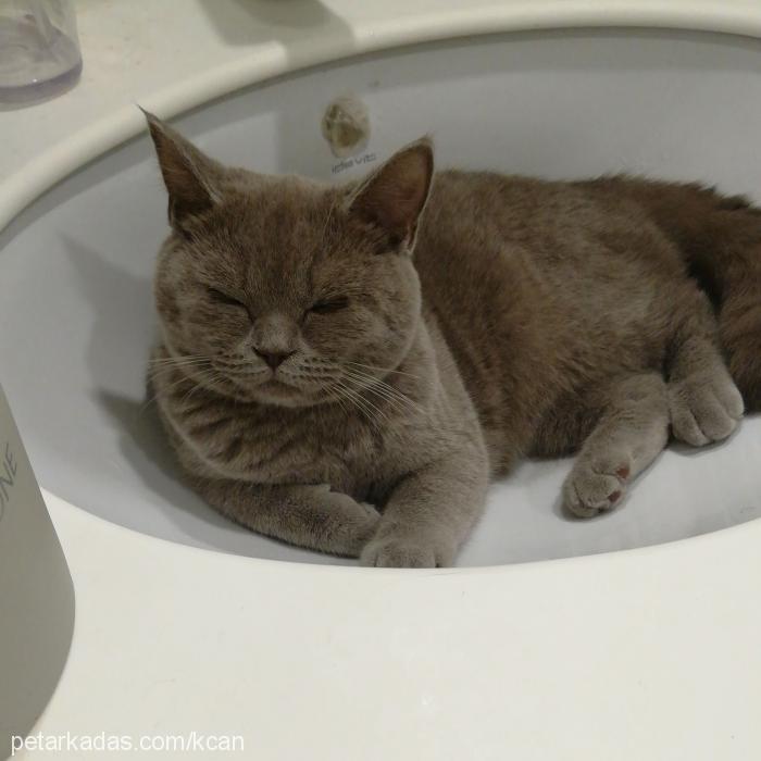 mia Dişi British Shorthair