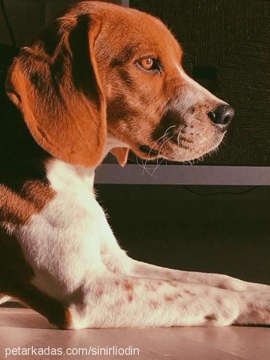odin Erkek Beagle