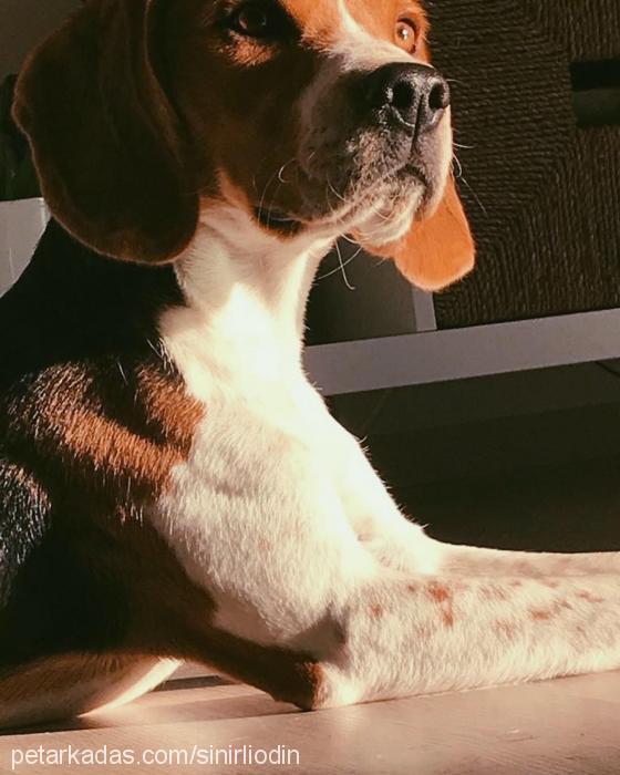 odin Erkek Beagle