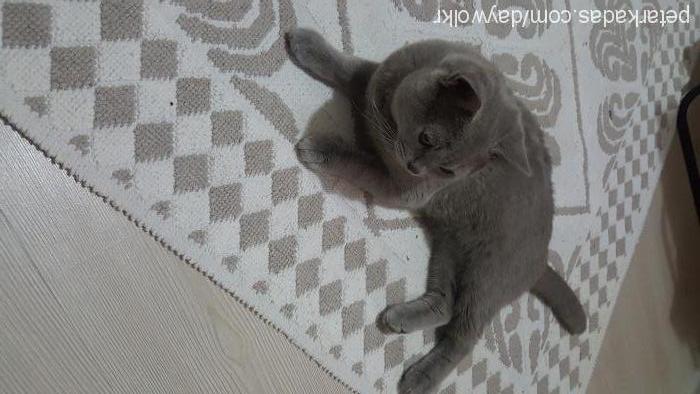 ares Erkek British Shorthair