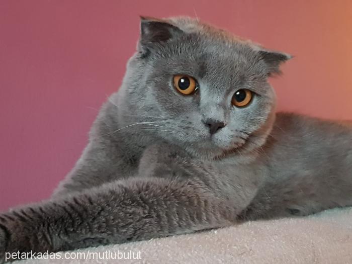 Şır Dişi Scottish Fold