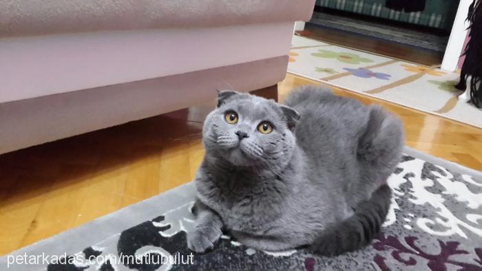 Şır Dişi Scottish Fold