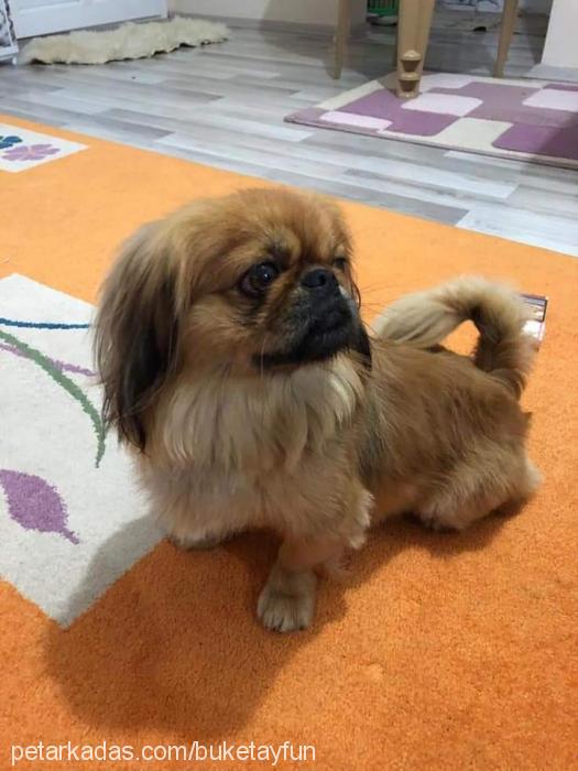 paşa Erkek Pekingese