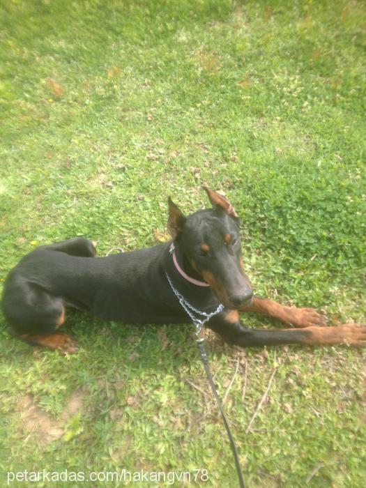 paşa Erkek Doberman Pinscher