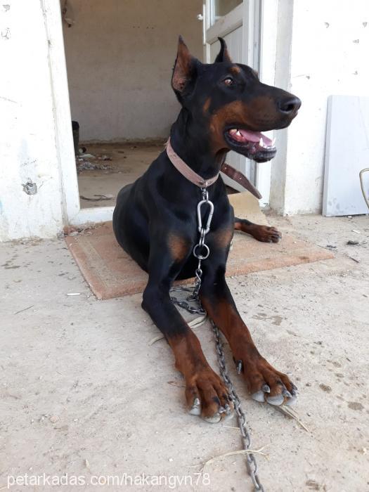 paşa Erkek Doberman Pinscher