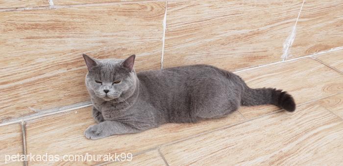 lilly Dişi British Shorthair