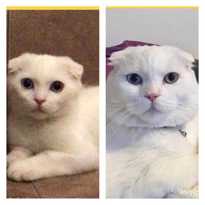 casper Erkek Scottish Fold