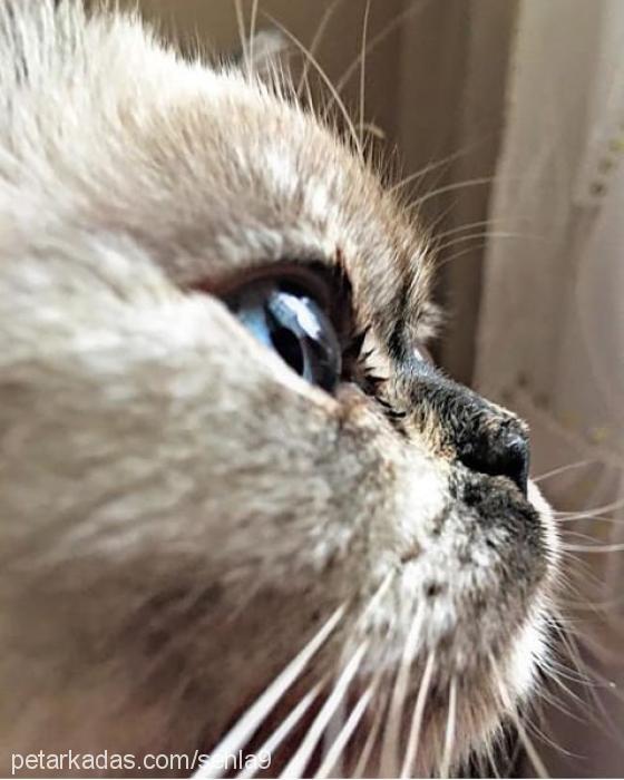 şehla Dişi British Shorthair