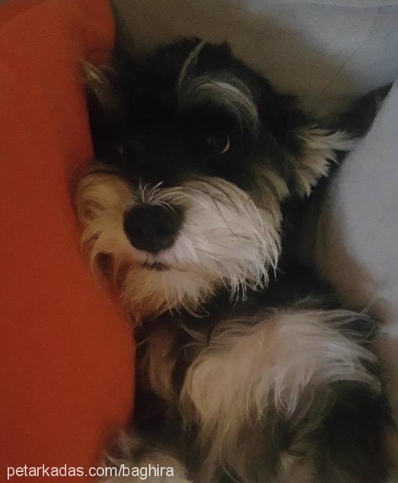 gypsy Dişi Minyatür Schnauzer