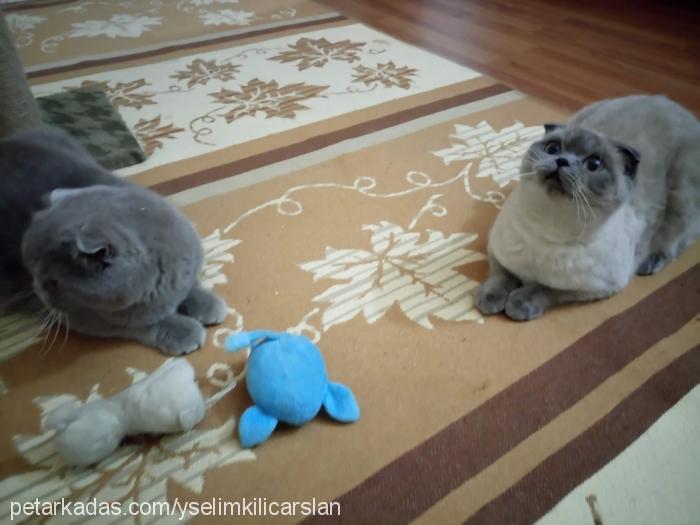 sütlaç Dişi Scottish Fold