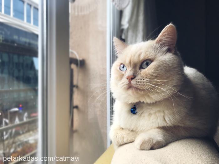 mavi Erkek British Shorthair