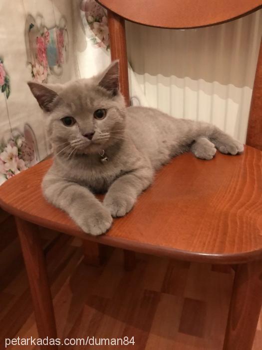 duman Erkek British Shorthair