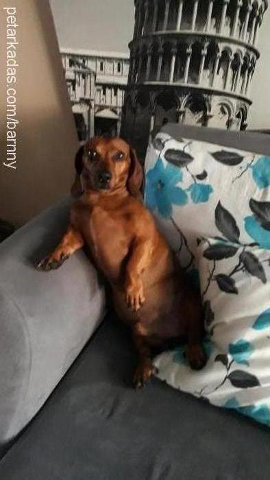 barny Erkek Dachshund