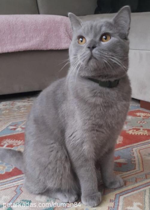 duman Erkek British Shorthair