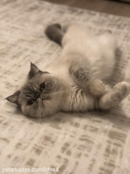 lidya Dişi Exotic Shorthair