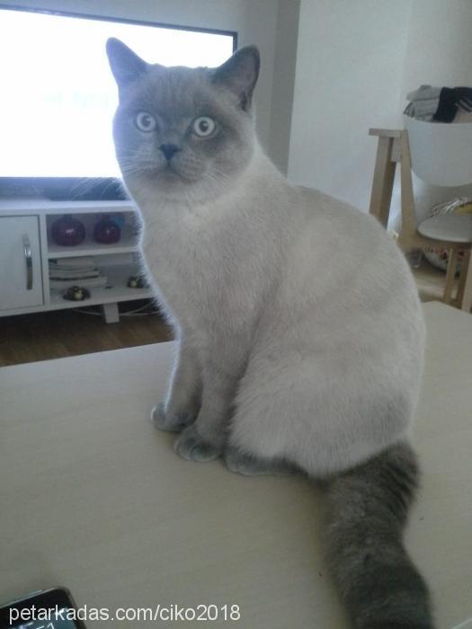 Çiko Erkek British Shorthair