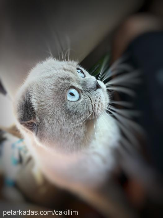 Çakıl Erkek Scottish Fold