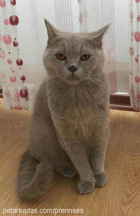 prenses Dişi British Shorthair