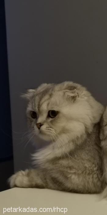 bambam Erkek Scottish Fold